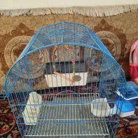 قفس پرنده|لوازم جانبی حیوانات|پاکدشت, پاکدشت (مامازند)|دیوار