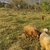 ۲عدد بره نر سلک شاخ دار مناسب برای قربانی