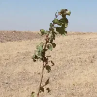 باغ تازه ساخت2کله4300مترلب جاده معاوضه|فروش دفتر صنعتی، کشاورزی، تجاری|قره پشتلو, |دیوار