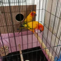 یک جفت خورشیدی مولد|پرنده|ارومیه, |دیوار