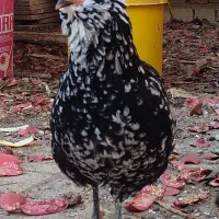 تخم مرغ نطفه دار گلین از بهترین نژاد