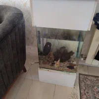 آکواریم شرکتی با زیره ام دی اف