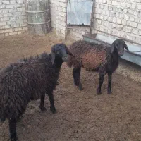 فروش دوتا بره ماده همو|حیوانات مزرعه|فیروزه, |دیوار