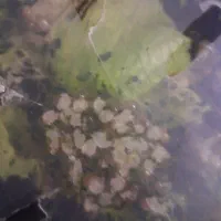 حلزون اچاتینا  ومولد