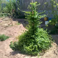 فروش خانه ویلایی