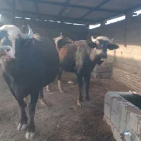 ۵عددگاومیش گم شدند|حیوانات|باوی, |دیوار