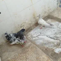 سلام دو تا ماده شیخی سه تاشون گرفتنیه