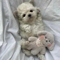 سگ پشمالو|سگ|اهواز, ۲۴ متری|دیوار