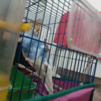 مرغ عشق با تخم|پرنده|تهران, نعمتآباد|دیوار