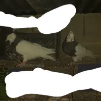 سه عدد کبوتر.طوقی