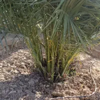 پاجوش نخل
