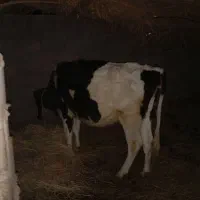 گاو هلشتان ماده|حیوانات مزرعه|گنبکی, |دیوار