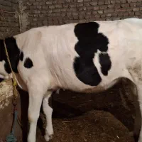 گوساله ماده|حیوانات مزرعه|ثمرین, |دیوار