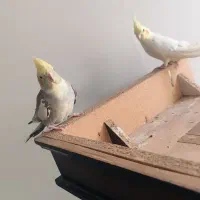 یک جفت عروس هلندی|پرنده|اشکذر, |دیوار