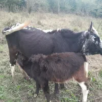 گاو ماده با گوساله ماده شکم اول|حیوانات مزرعه|تالش, جوکندان|دیوار