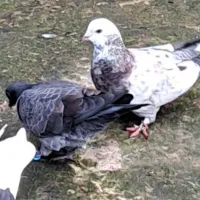 جوجه کبوتر کمشده