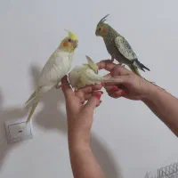 جوجه عروس هلندی ۲ماهه|پرنده|تهران, جوادیه تهرانپارس|دیوار