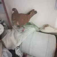 کبوتر سرخ