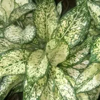 گلخونه پیچک|خدمات باغبانی و درختکاری|فاضل آباد, |دیوار