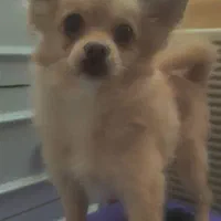 پامر روباهی