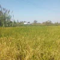 زمین کشاورزی|فروش دفتر صنعتی، کشاورزی، تجاری|آمل, |دیوار