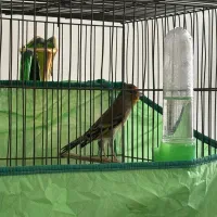 سهره قناری نر و ماده قناری وسهره ماده