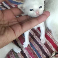 گربه اسکاتیش باتوله هاش|گربه|مشهد, شهید شهریاری|دیوار