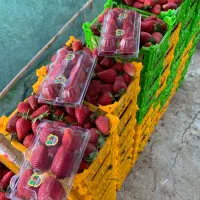 نهال توت فرنگی سابرینا و کاماروس|خدمات باغبانی و درختکاری|دلند, |دیوار