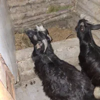 فروش گوسفند  نر وماده وبز|حیوانات مزرعه|لاهیجان, لیل|دیوار