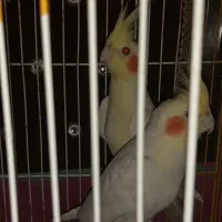 دو جفت عروس هلندی چشم شرابی مولد در عجب شیر|پرنده|عجب شیر, |دیوار