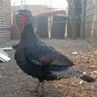 بوقلمون نر صددرصد طبیعی|حیوانات مزرعه|پارس‌آباد, |دیوار