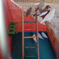 فنچ دانه ای۱۵۰هزار|پرنده|هشتگرد, فاز ۷ مهستان|دیوار