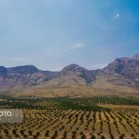 زمین-دیم-بادام-چادگان