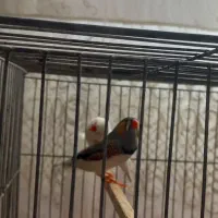 یک جفت فنج|پرنده|تبریز, |دیوار