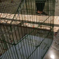 قفس|لوازم جانبی حیوانات|سوسنگرد, |دیوار