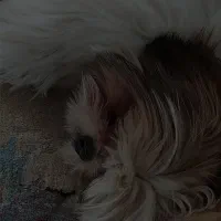 واگذاری سگ شیتزو