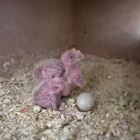 جوجه عروس هلندی|پرنده|قم, امامزاده ابراهیم|دیوار