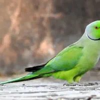 کبوتر نر پرشی  ۱۶ پر دم  و طوطی ملنگو نر وحشی|پرنده|محمدشهر, همایون ویلا|دیوار