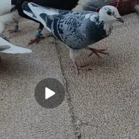 کفتر باختم