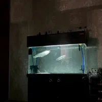 آکواریوم زیبا