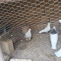 سفید تهرونی|پرنده|لنجان, |دیوار