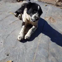 واگذاری توله قدرجونی|سگ|چنارود, |دیوار