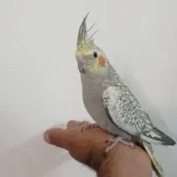 دو عدد جوجه عروس تقریبا سه ماهه
