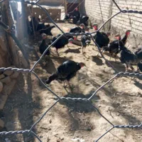 بوقلمون محلی گوشتی|حیوانات مزرعه|دیواندره, |دیوار