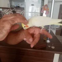 عروس هلندی فوقولاده دستی و شیطون تاژ ودم کامل