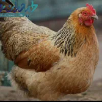 مرغ رسمی تخم گذار