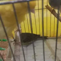 قناری نر ۳۰۰|پرنده|قم, شهرک امام حسین|دیوار