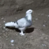 کفتر کاکلی ماده|پرنده|شاهرود, |دیوار