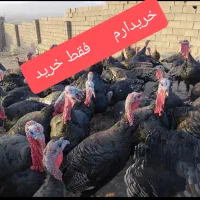 بوقلمون نر ماده چاق