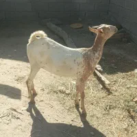 بز آبستن ۲ ماه به بالا|حیوانات مزرعه|بندرعباس, |دیوار